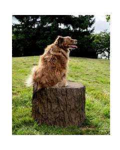 DOG ON IT NatureDog™ Big Stump Jump