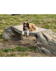 DOG ON IT NatureDog™ Canine Crossing