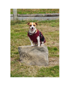 DOG ON IT NatureDog™ Medium Stepping Stone