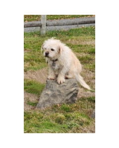 DOG ON IT NatureDog™ Small Stepping Stone