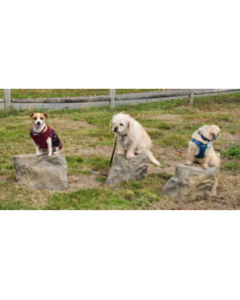 DOG ON IT NatureDog™ Stepping Stones (Set of 3)