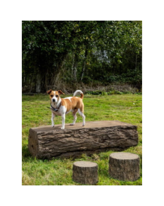 DOG ON IT  NatureDog Log Run